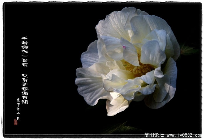 芙蓉花.jpg