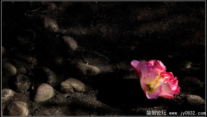 芙蓉花1.jpg