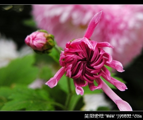 菊花二三朵 (11).jpg