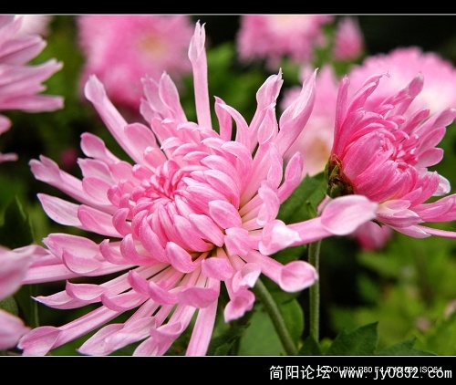 菊花二三朵.jpg