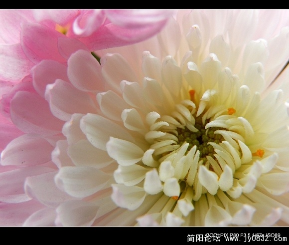 菊花二三朵 (5).jpg