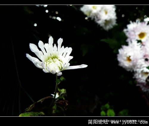菊花二三朵 (6).jpg