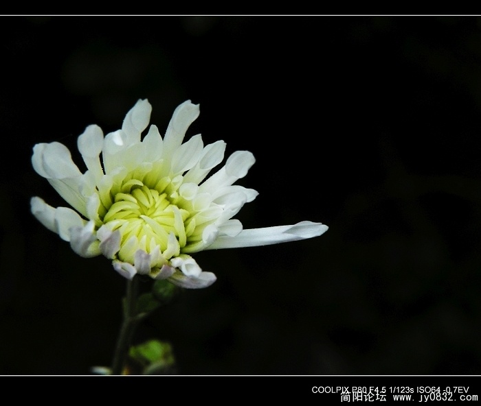 菊花二三朵 (7).jpg