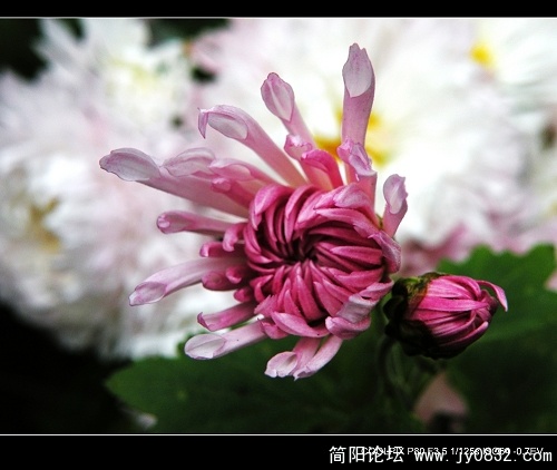 菊花二三朵 (8).jpg