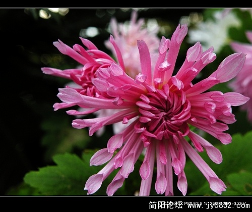 菊花二三朵 (9).jpg