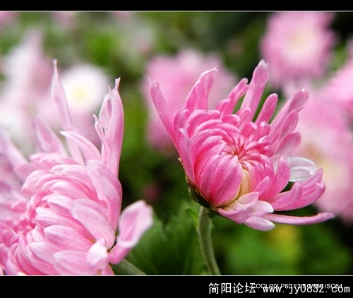 菊花二三朵 (3).jpg