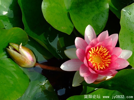 睡莲-1.jpg