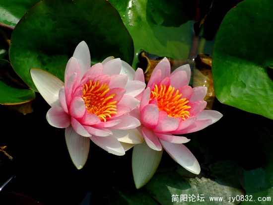 并蒂莲.jpg