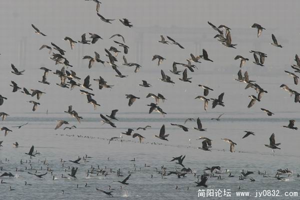 普通鸬鹚3.jpg