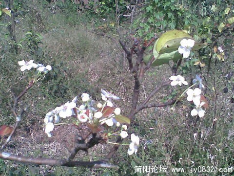 山坡上的小花.jpg
