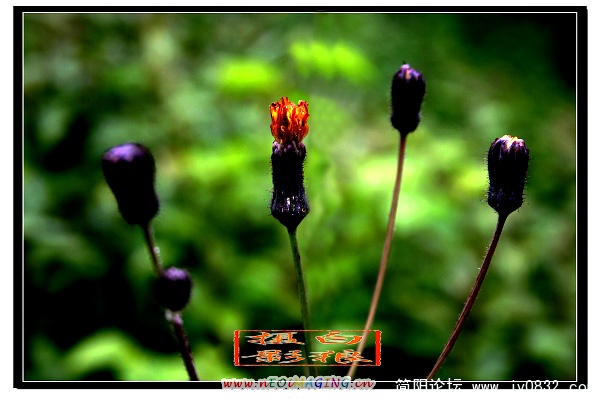 蒲公英5.jpg