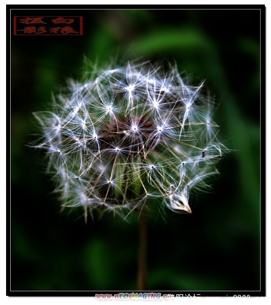 蒲公英1.jpg