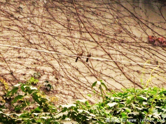 简阳画眉2.jpg