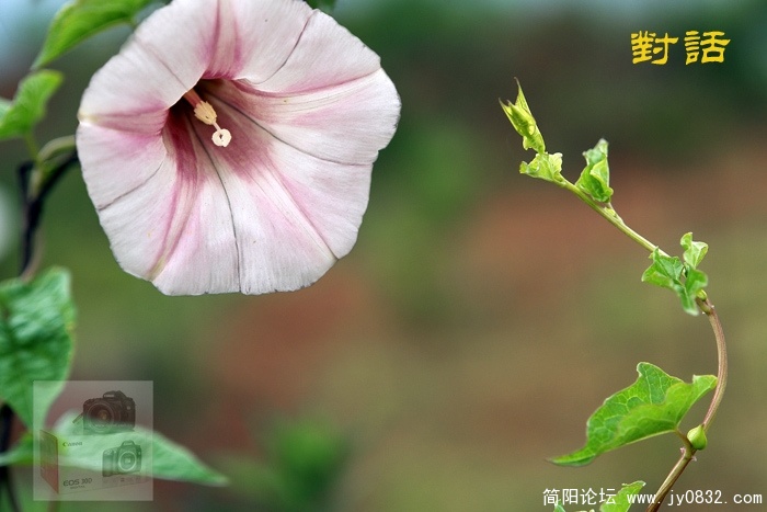 DSC00439t.jpg