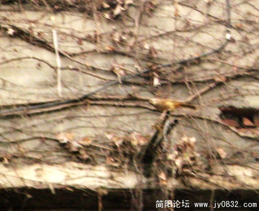 简阳画眉1.jpg