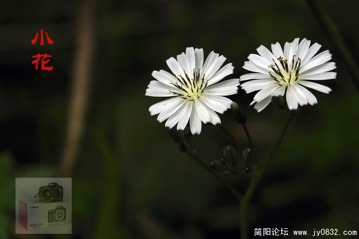 DSC00271.jpg