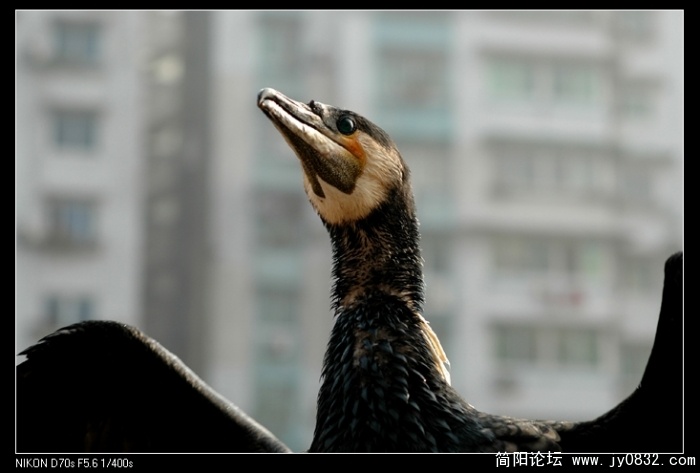 鱼鹰02.jpg
