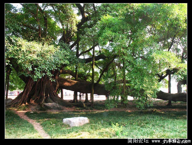阳朔 大榕树2.jpg