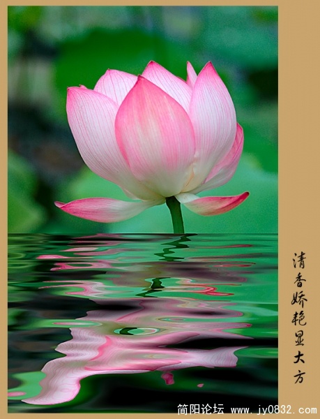 荷花.jpg