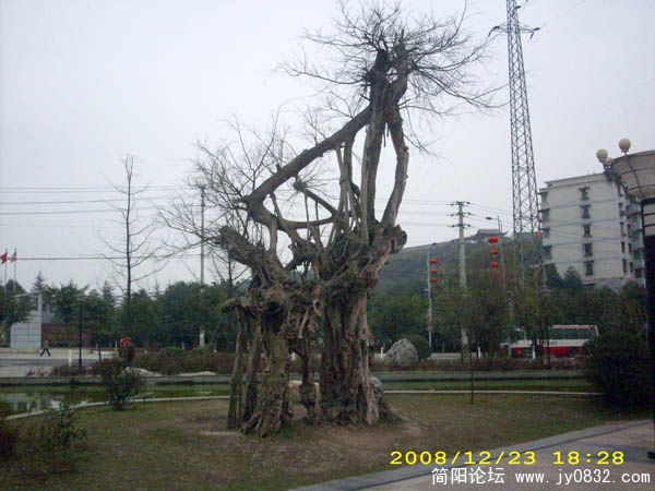 干枯如柴