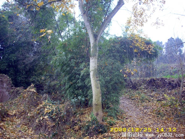 随风飘去