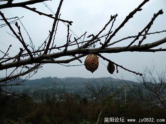 桃子米米 (1).JPG