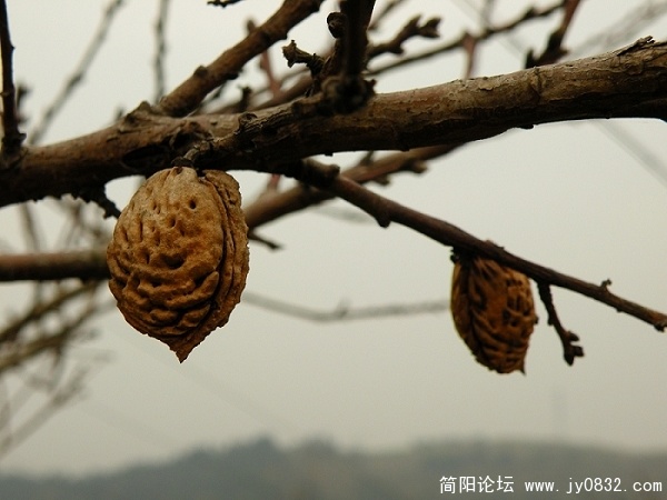 桃子米米.JPG