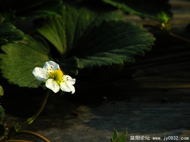 草莓香香 (9t).JPG