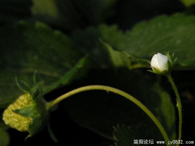 草莓香香 (40).JPG
