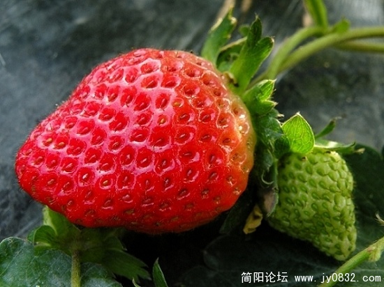 草莓香香 (10).jpg