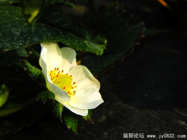 草莓香香 (38).JPG