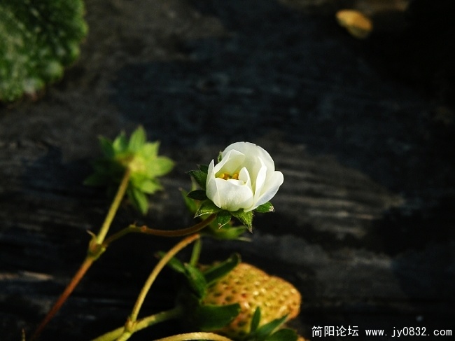 草莓香香 (4).jpg