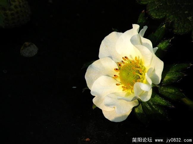 草莓香香 (3).jpg