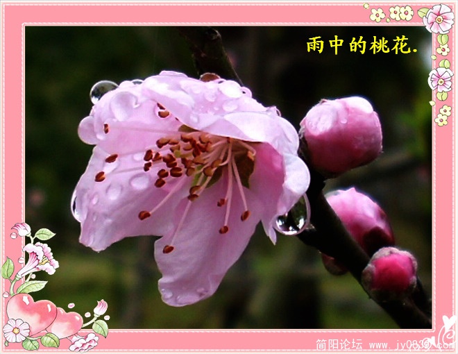 雨中的桃花..jpg
