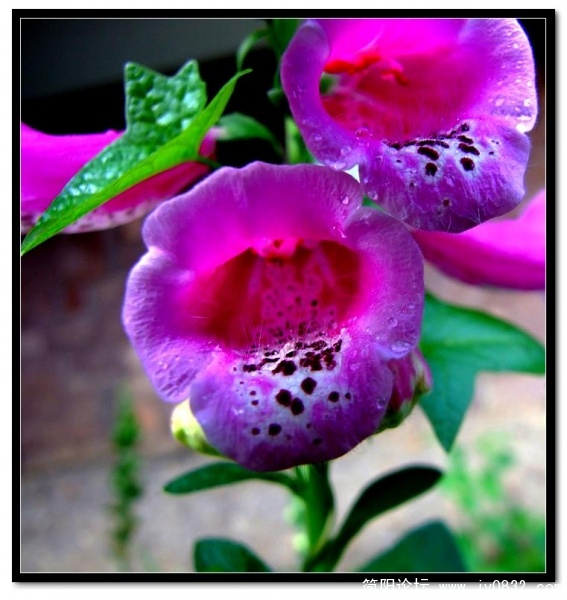 DSCF2728.jpg