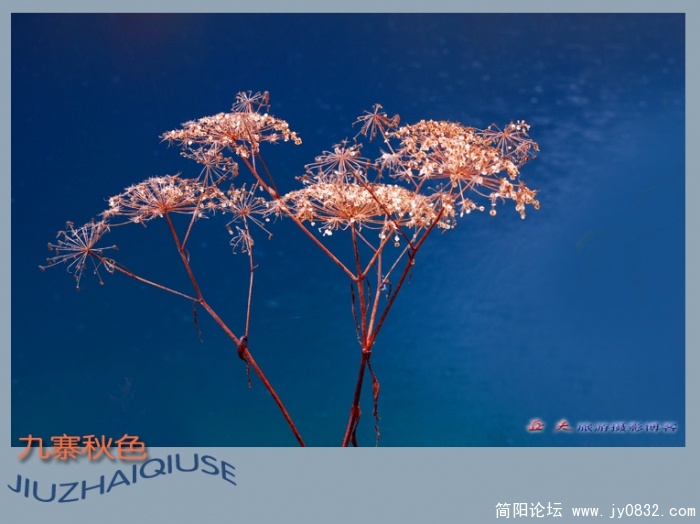 九寨雨中秋更艳——17副本.jpg