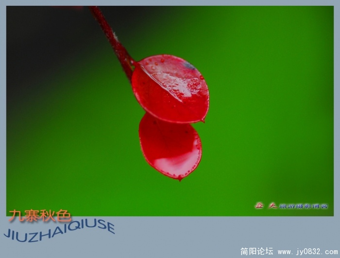 九寨雨中秋更艳——05副本.jpg