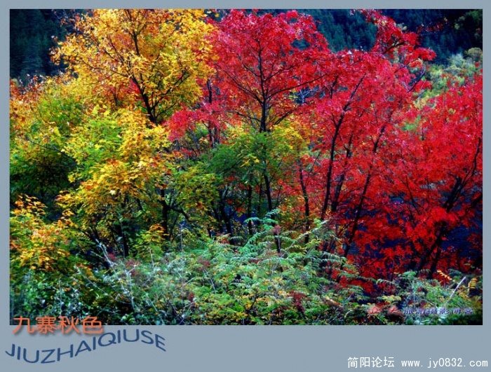 九寨雨中秋更艳——06副本副本.jpg