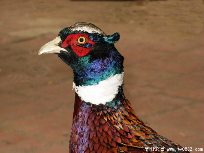简阳山鸡6.jpg