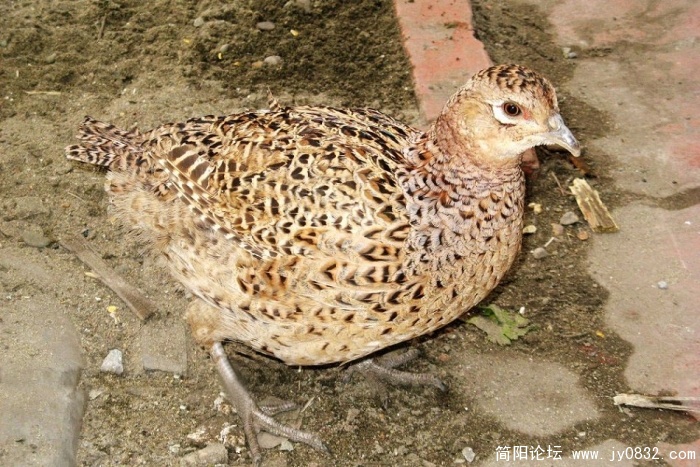 简阳山鸡9.jpg