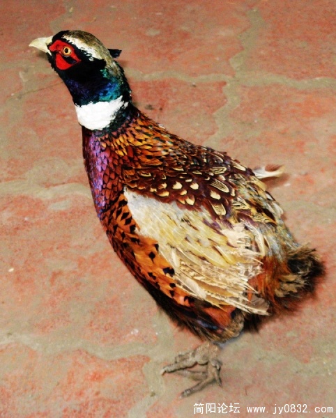 简阳山鸡12.jpg