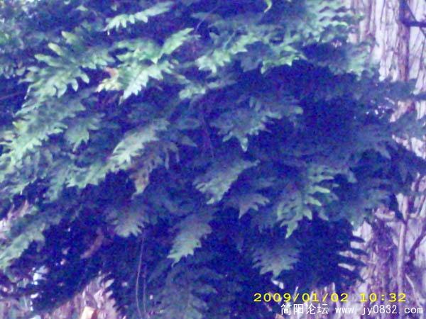 DSCI0055.jpg