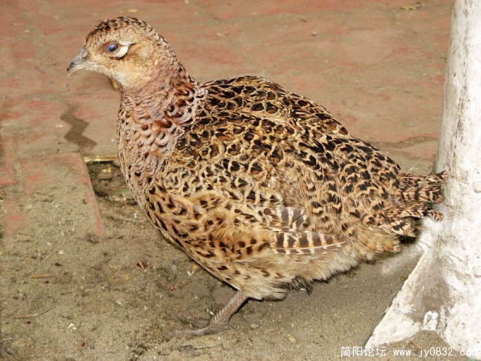 简阳山鸡5.jpg