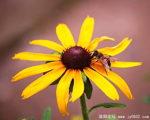 小花4.jpg