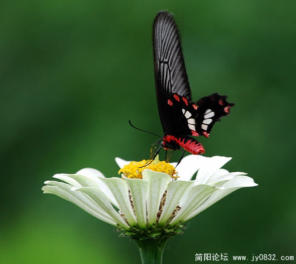 小花6.jpg