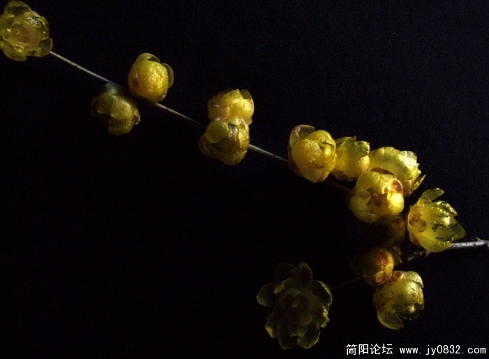 我家腊梅开了 (12).jpg