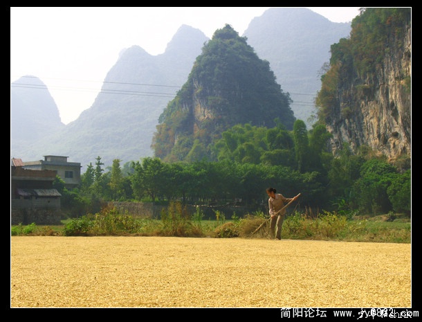 阳朔 丰收.jpg