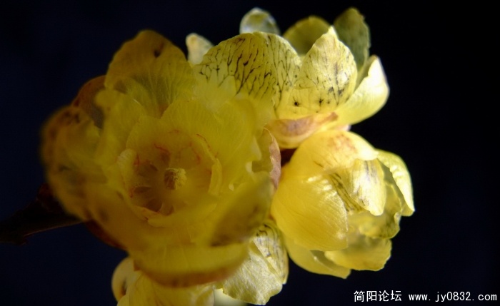 我家腊梅开了 (3).jpg