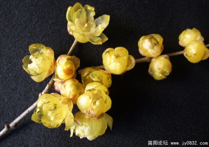 我家腊梅开了 (1).jpg