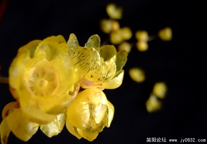 我家腊梅开了 (9).jpg